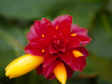 A stunning close-up of a vibrant red flower with yellow buds set against a lush green leafy background, evoking feelings of serenity and natural beauty.の写真素材