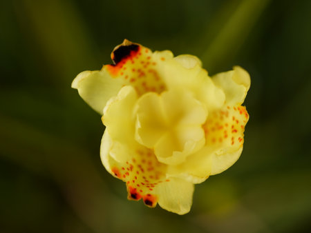 A stunning close-up of a yellow orchid with vibrant red spots on its delicate petals, set against a...