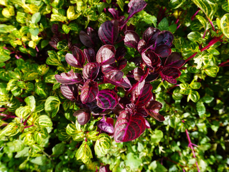 A stunning display of vibrant purple and green leaves on a lush plant, perfect for adding a touch of...