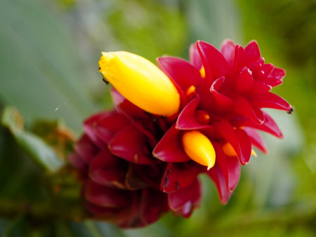 A stunning close-up of a vibrant red and yellow ginger flower set against a lush green background, evoking feelings of serenity and natural beauty.の写真素材