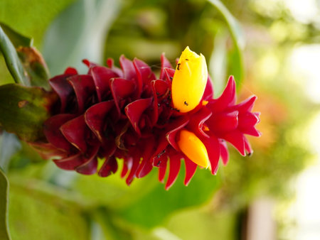 Stunning red ginger flower with vibrant yellow accents set against a lush green garden backdrop,...