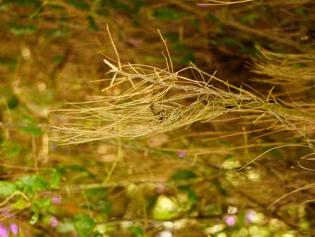 Soothing natural scene with golden light illuminating delicate hanging branches and purple flowers,...