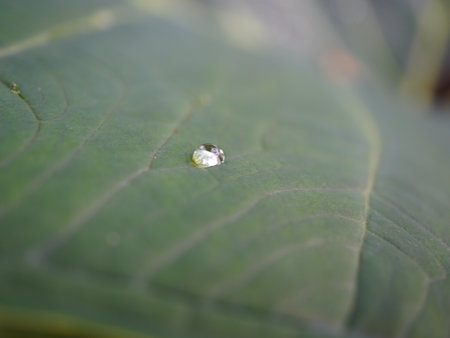 Water drop on a green leaf in the morning, close-up