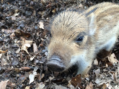 Cute baby pigの写真素材