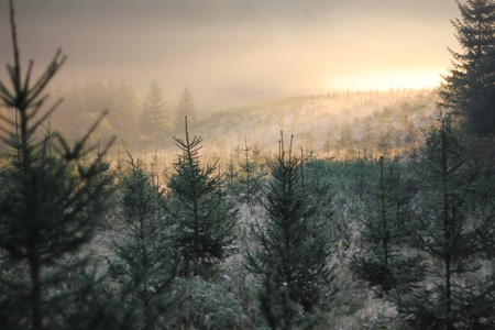 Bois de Tantimont 2の写真素材