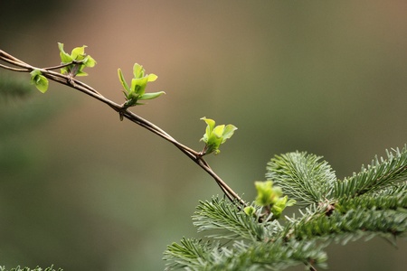 first signs of the spring in a forestの写真素材