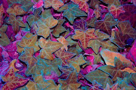 frozen ivy leavesの写真素材