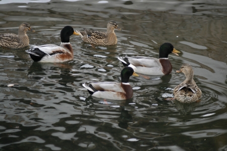 Mallards in the water Mallards in the water