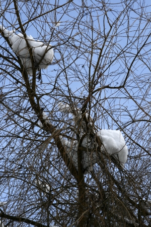 Branches with snowの写真素材