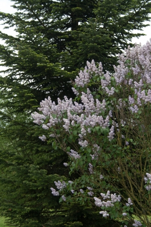 Coniferous trees in the foreground with flowering bushesの写真素材