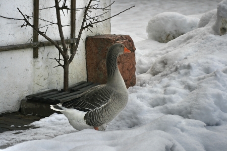 Greylag Goose from sideの写真素材