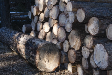Firewood harrow consisting of whole tribes 