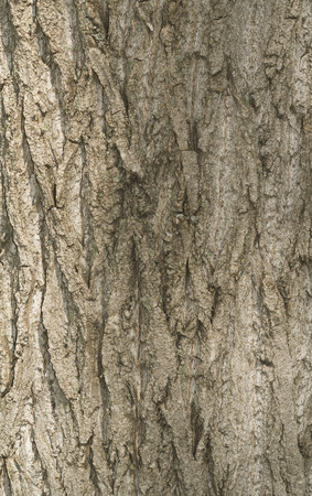 Tree bark texture. Old Wood Tree Texture Background Pattern. Highly detailed tree bark textureの写真素材