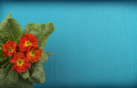 blue background red flowers. Postcard with primula redの写真素材