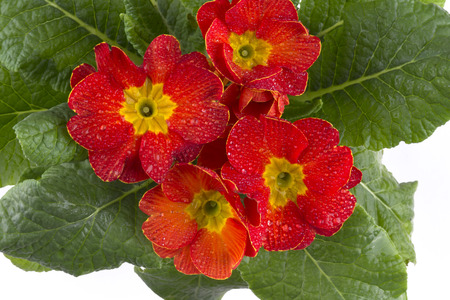 primula flowers in a pot the top view. Primula red.の写真素材