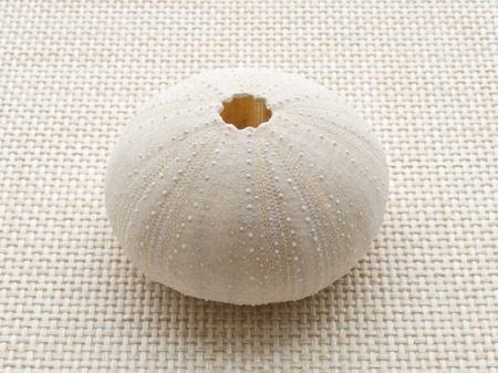 Sea urchin skull on the weave fabric close upの写真素材