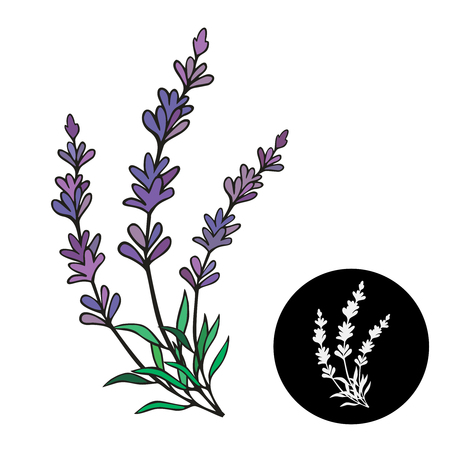Lavender vector illustration. Lavender frame for provence card.のイラスト素材