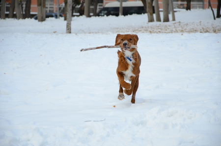 The dogの写真素材