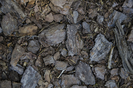 Pieces of pine bark on forest floorの写真素材