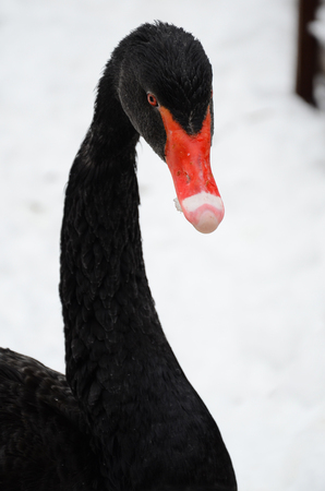 Black swan, close-upの写真素材
