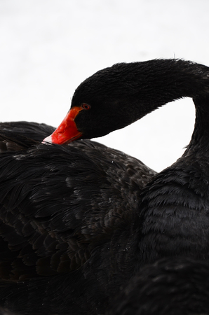 Black swan, close-upの写真素材