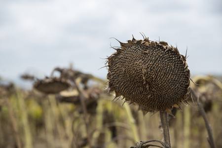 The mature full dry sunflower plant with seeds in the head sprouts on the field underの写真素材