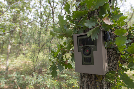 Animal tracking camera attached to a treeの写真素材