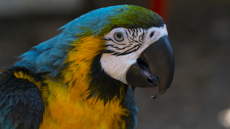 colorful jako parrots head closeup shotの写真素材