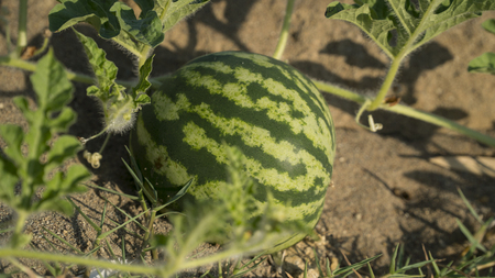 Agricultural watermelon field in the summerの写真素材