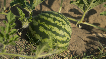 Agricultural watermelon field in the summerの写真素材