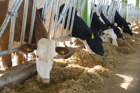 agriculture industry, farming and animal husbandry concept - herd of cows eating hay in cowshedの写真素材