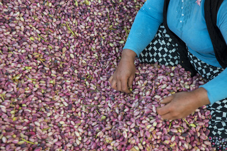 peasant woman hand picking fresh pistachioの写真素材
