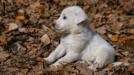 white puppy sleeping in autumn forestの写真素材
