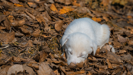 white puppy sleeping in autumn forestの写真素材