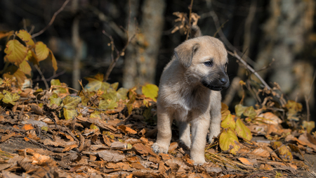 brown puppy sleeping in autumn forestの写真素材