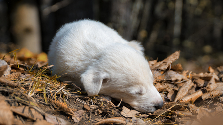 white puppy sleeping in autumn forestの写真素材