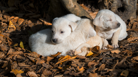 white puppy sleeping in autumn forestの写真素材