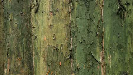 painted old wooden wall. green backgroundの写真素材