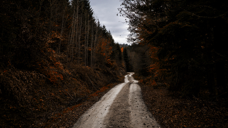 dark forest road in the autumnの写真素材