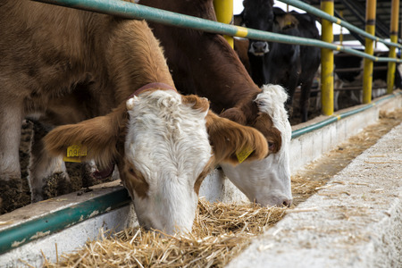 Agriculture industry, farming and animal husbandry concept - herd of cows eating hay in cowshedの写真素材