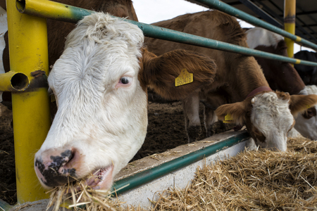 Agriculture industry, farming and animal husbandry concept - herd of cows eating hay in cowshedの写真素材