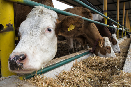 Agriculture industry, farming and animal husbandry concept - herd of cows eating hay in cowshedの写真素材