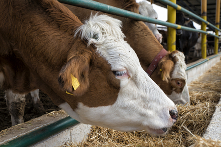 Agriculture industry, farming and animal husbandry concept - herd of cows eating hay in cowshedの写真素材