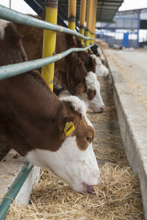 Agriculture industry, farming and animal husbandry concept - herd of cows eating hay in cowshedの写真素材
