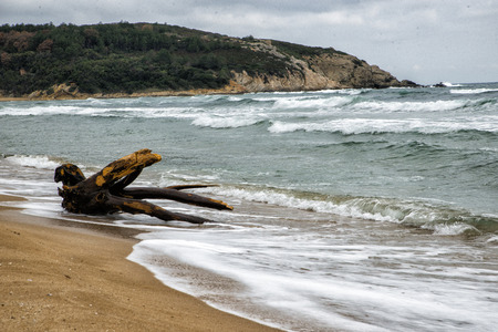 Old Drift wood lie on a white sandy beachの写真素材