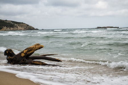 Old Drift wood lie on a white sandy beachの写真素材