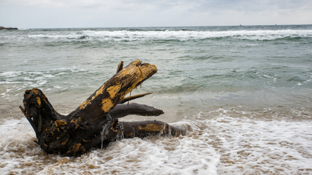 Old Drift wood lie on a white sandy beachの写真素材
