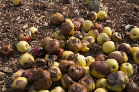 rotting apples spilled under the treeの写真素材