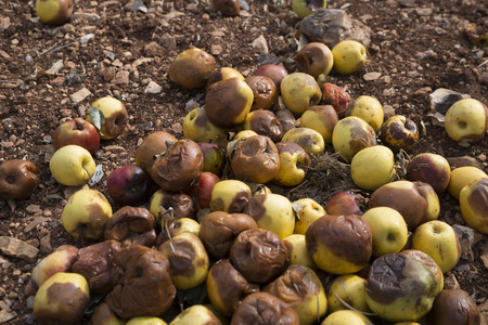 rotting apples spilled under the treeの写真素材