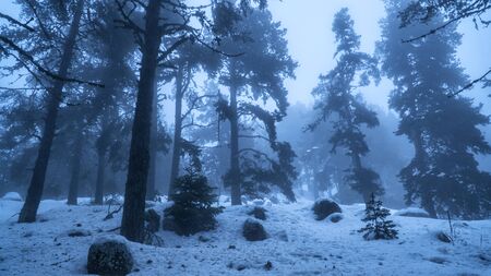 foggy mystical forest in snow in the winterの写真素材